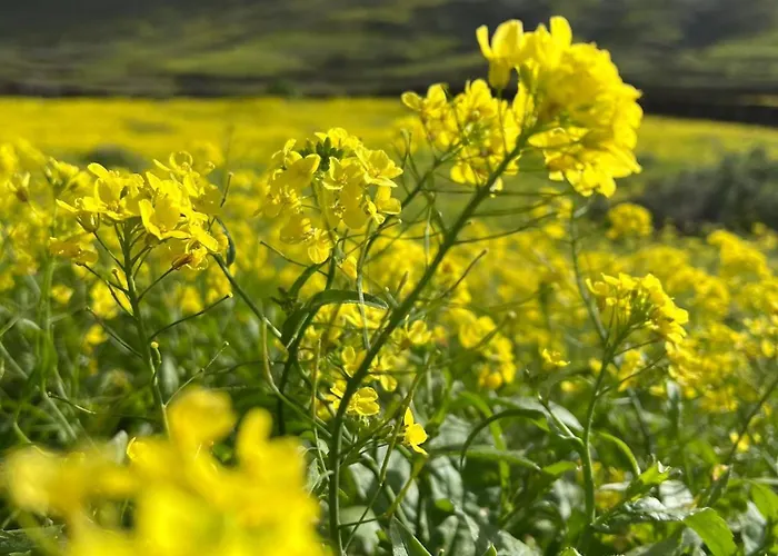 Casa Paula * كوراليهو